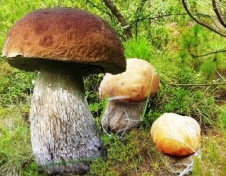 大脚菌由于成长时间非常的短,一年之中只生长一次,过了它的这段成长期