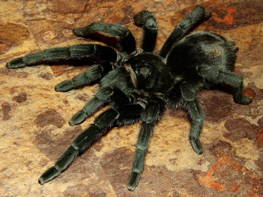 黑,拉丁学名为grammostola pulchra,属于节肢动物门,螯肢亚门,蛛形纲