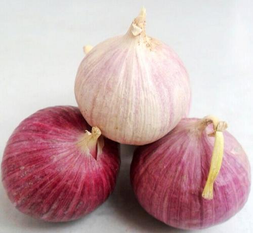 辽宁省"开原紫皮大蒜"无公害,产量高