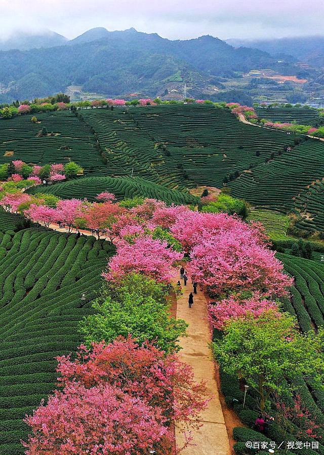 福建漳平市永福樱花园樱花盛放绿映红,景美如画游人如织