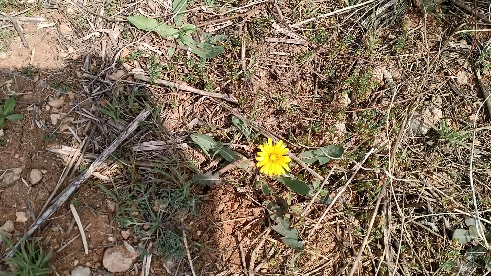 来山上挖野菜,这就是野菜的一种黄花苗