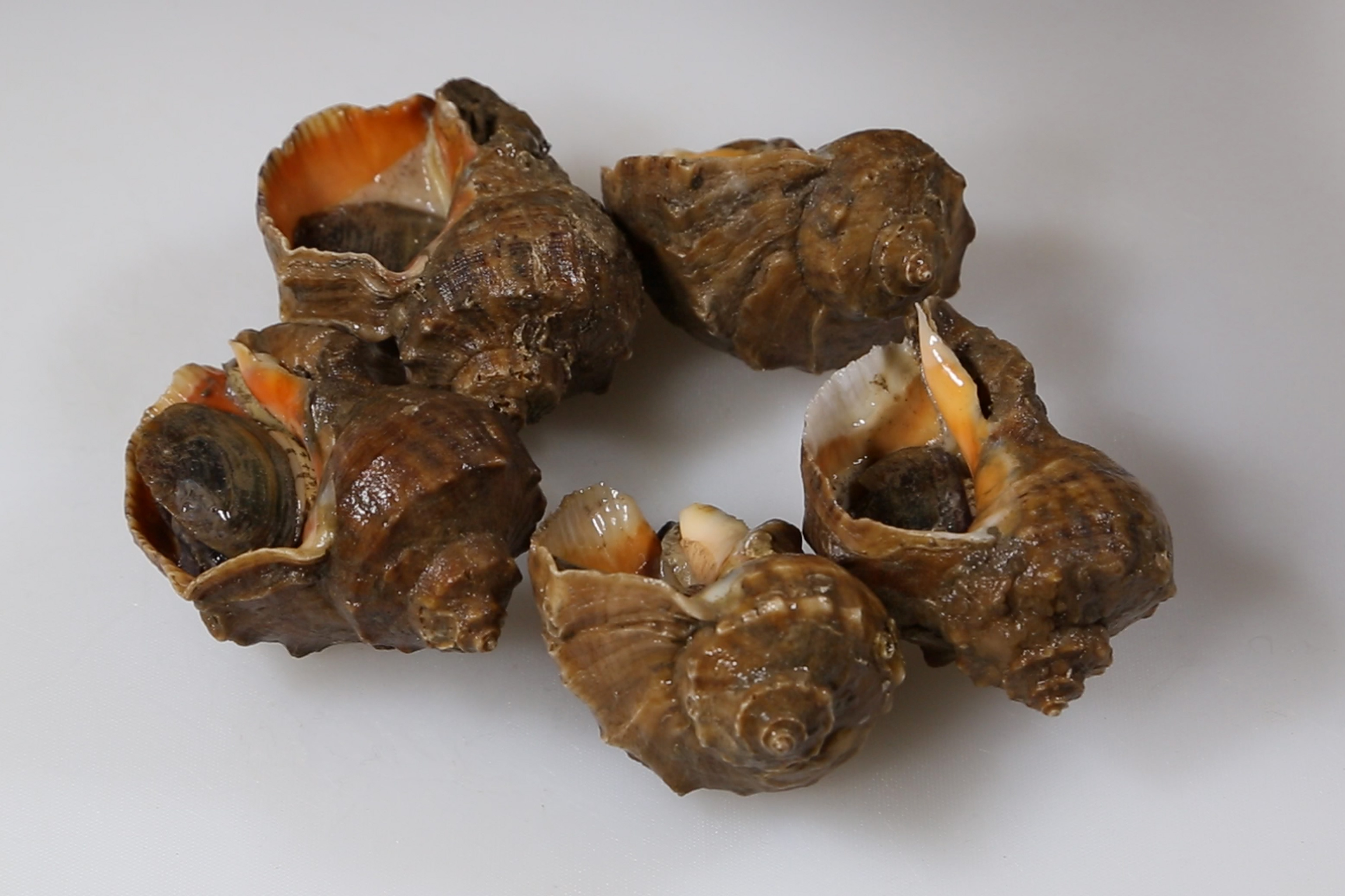 海螺这样做,鲜美无比