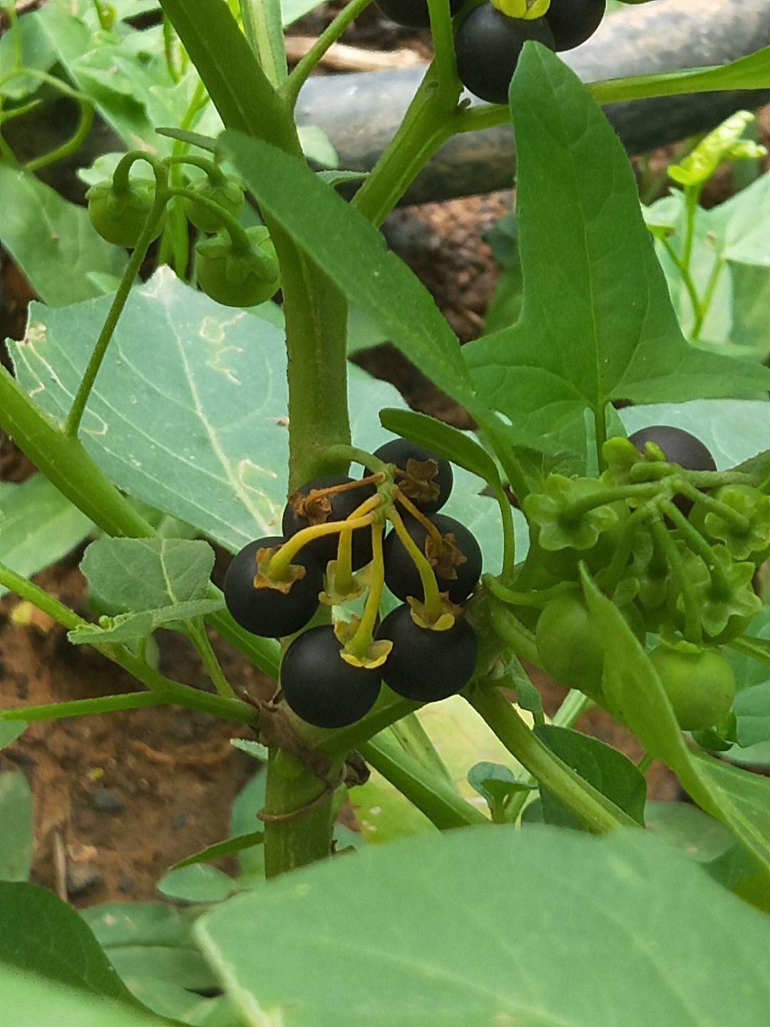 野生紫茄