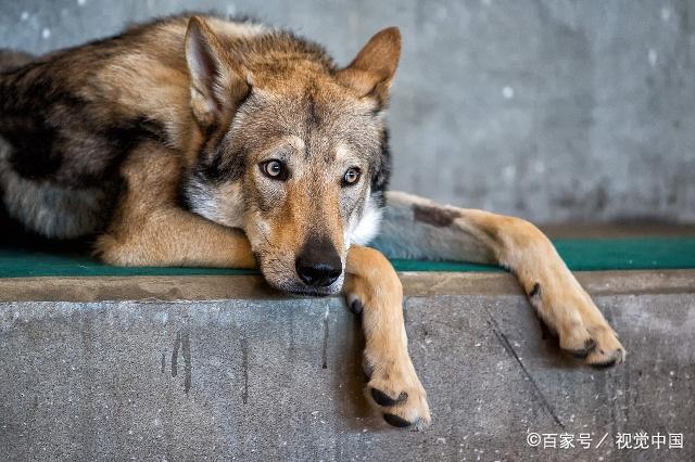 狼怎么从草原之王,沦落为看家护院狗的,人类崛起历程中的牺牲者