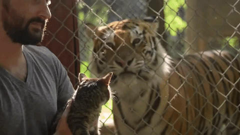 搞笑:猫咪第一次见到老虎,这货吃什么长这么大个的!