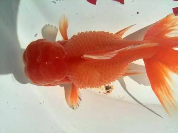 「鱼病防治」炸鳞病