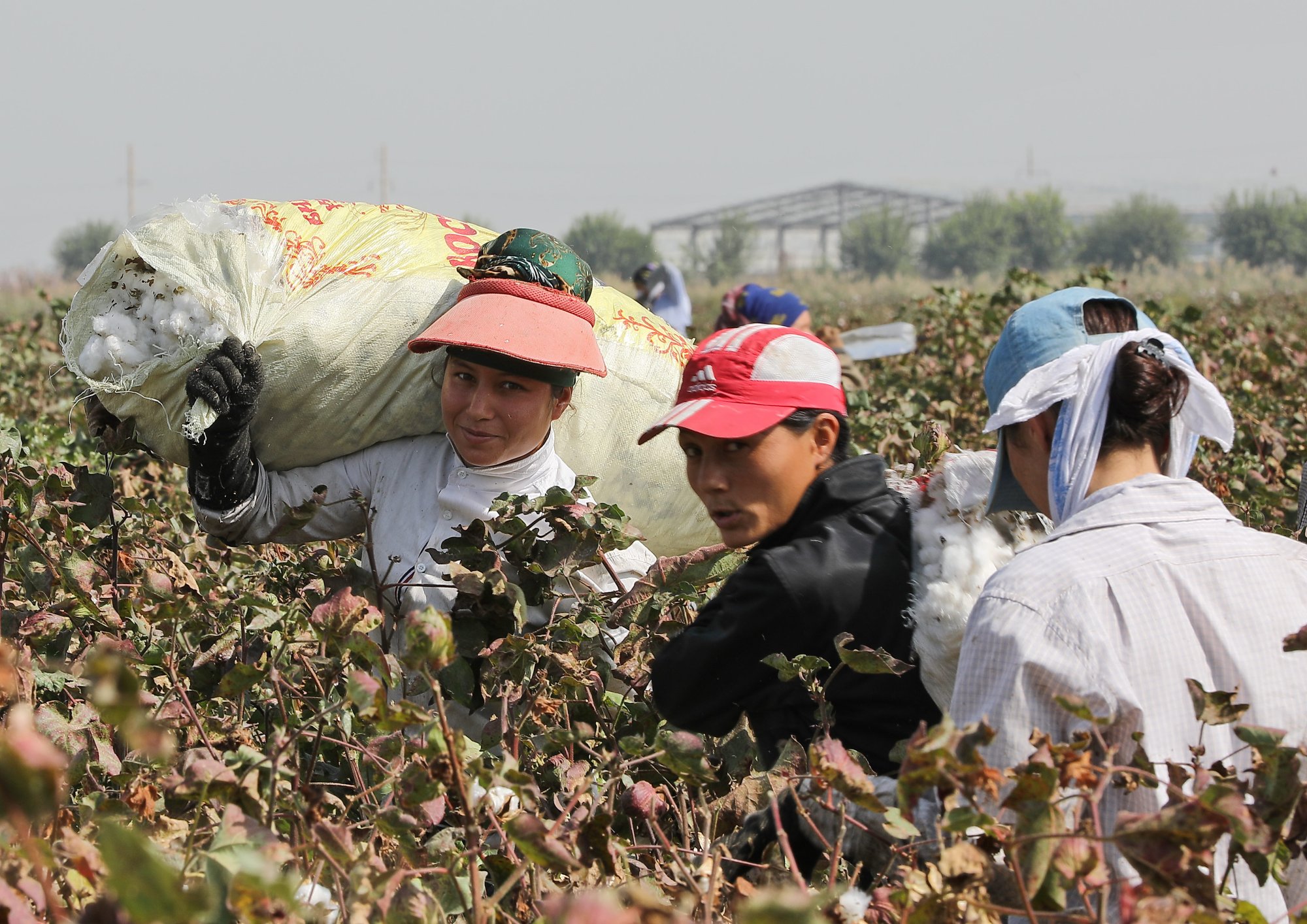 棉花采摘 - 热门商品专区
