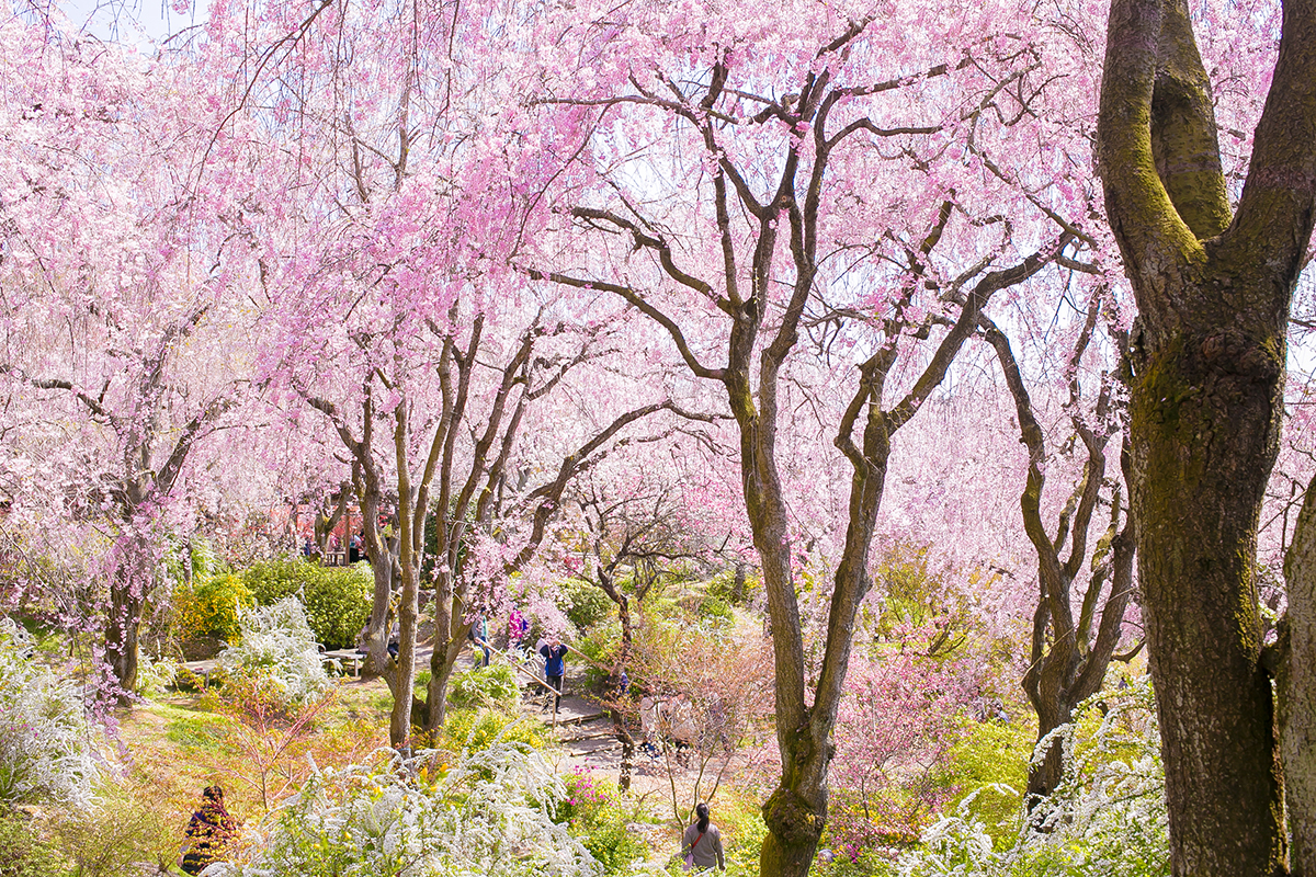 京都賞櫻人氣景點排行-2019年日本櫻花季(3~4月)