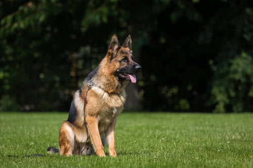 世界上最强的5种护卫犬,威风凛凛,堪称猛犬中的"五虎上将"