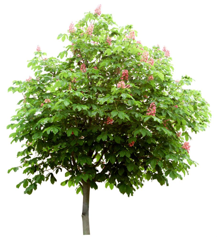 趣味测试:四棵树选一个,测你最爱的人是谁?