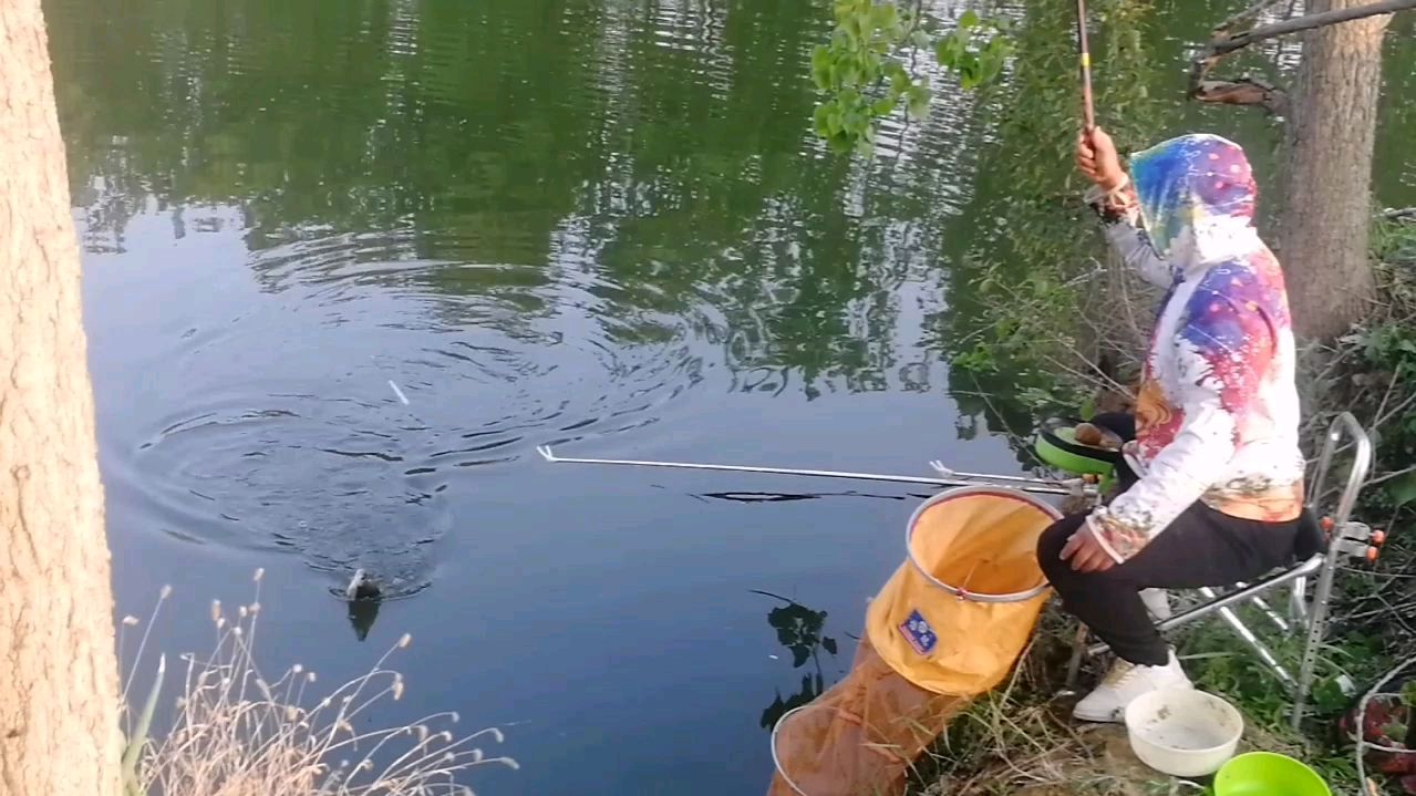 钓鳊鱼我有妙招,拉饵带散炮离底钓行程,看看这鱼口,狂拉不断