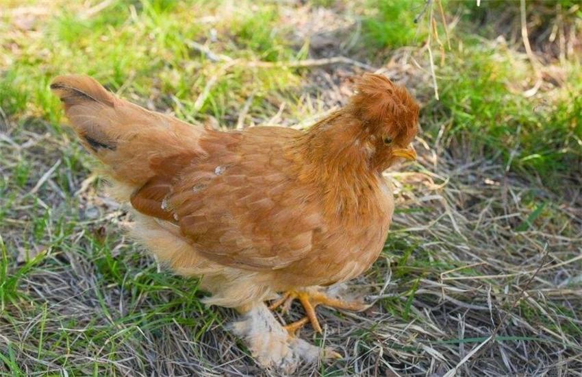 农村喂养江村黄鸡需要注意哪些事情