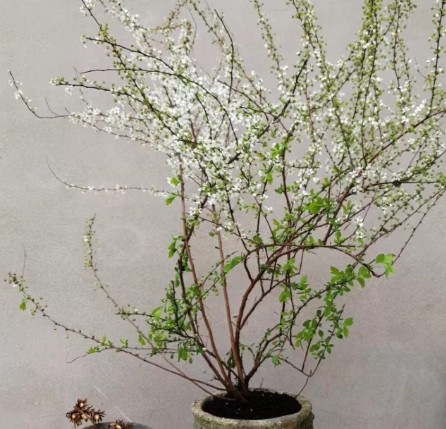 春季雪柳播种育苗嫩枝扦插,繁殖后管理,花期开放小花白色