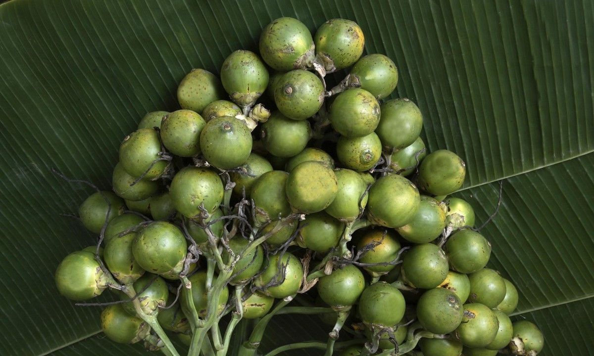 4月发文:槟榔该不该被禁止种植?湖南有话说