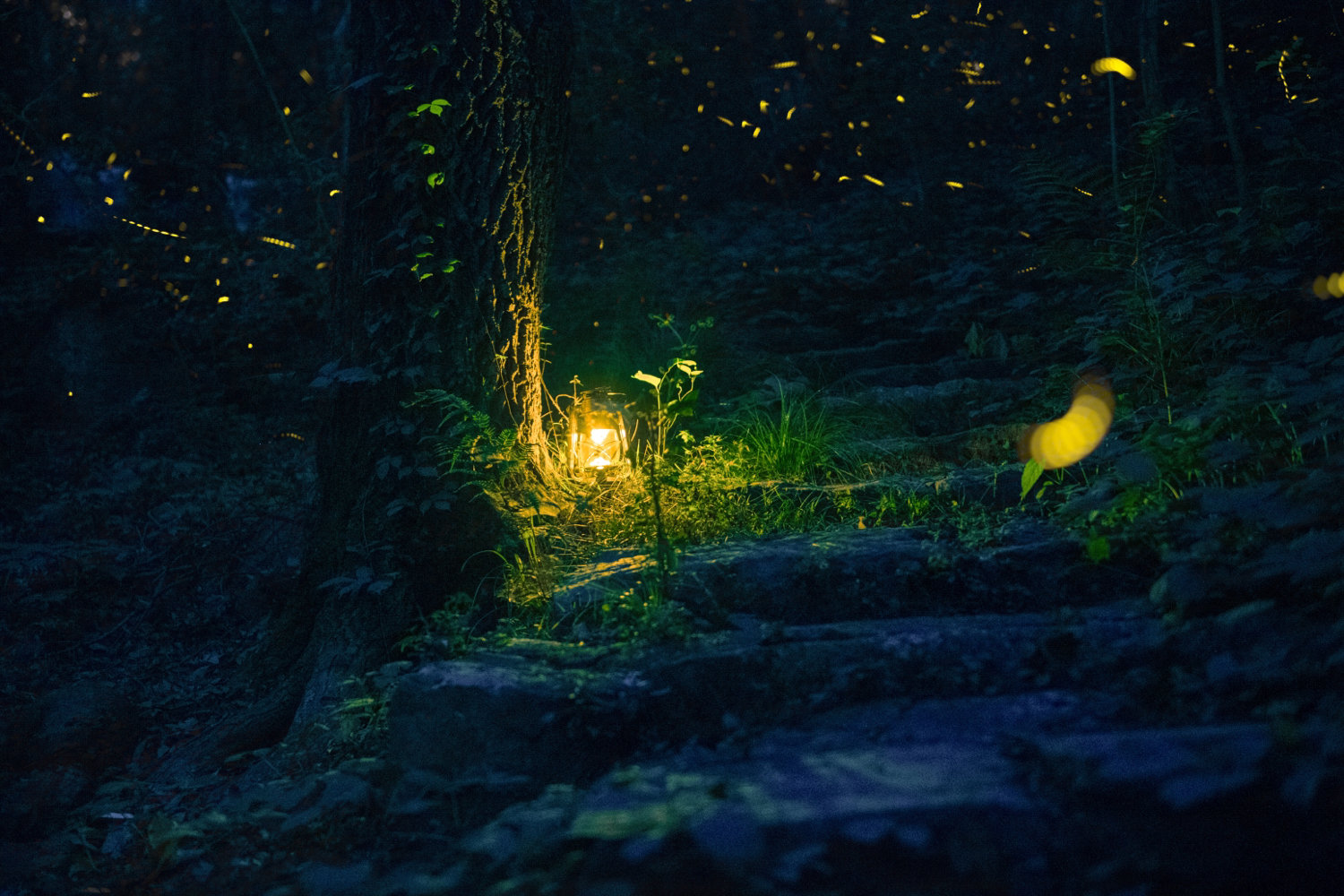 风光摄影:灵谷寺萤火虫
