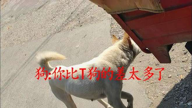 [图]白狗黄耳的土狗有多聪明，做个真实的测试，完美的中华田园犬