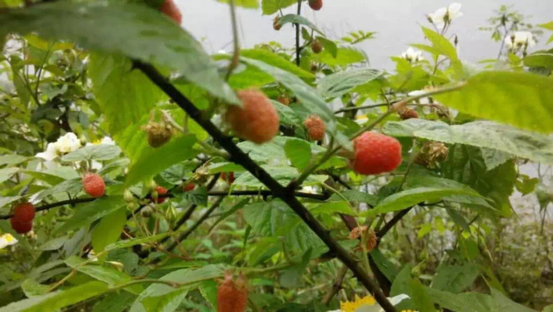 湖南沅陵 山里野果飘香正当季 我要回老家农村摘三月萢