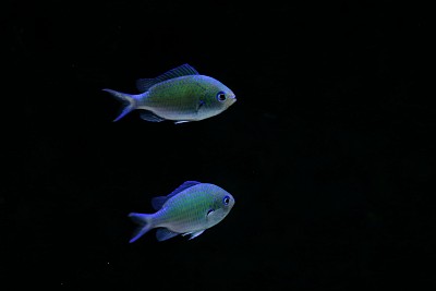 黄线青魔海水鱼图片