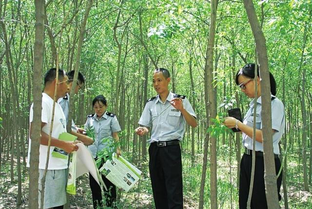 暗火无烟,害虫出没 森林医生打响"灭火"大战