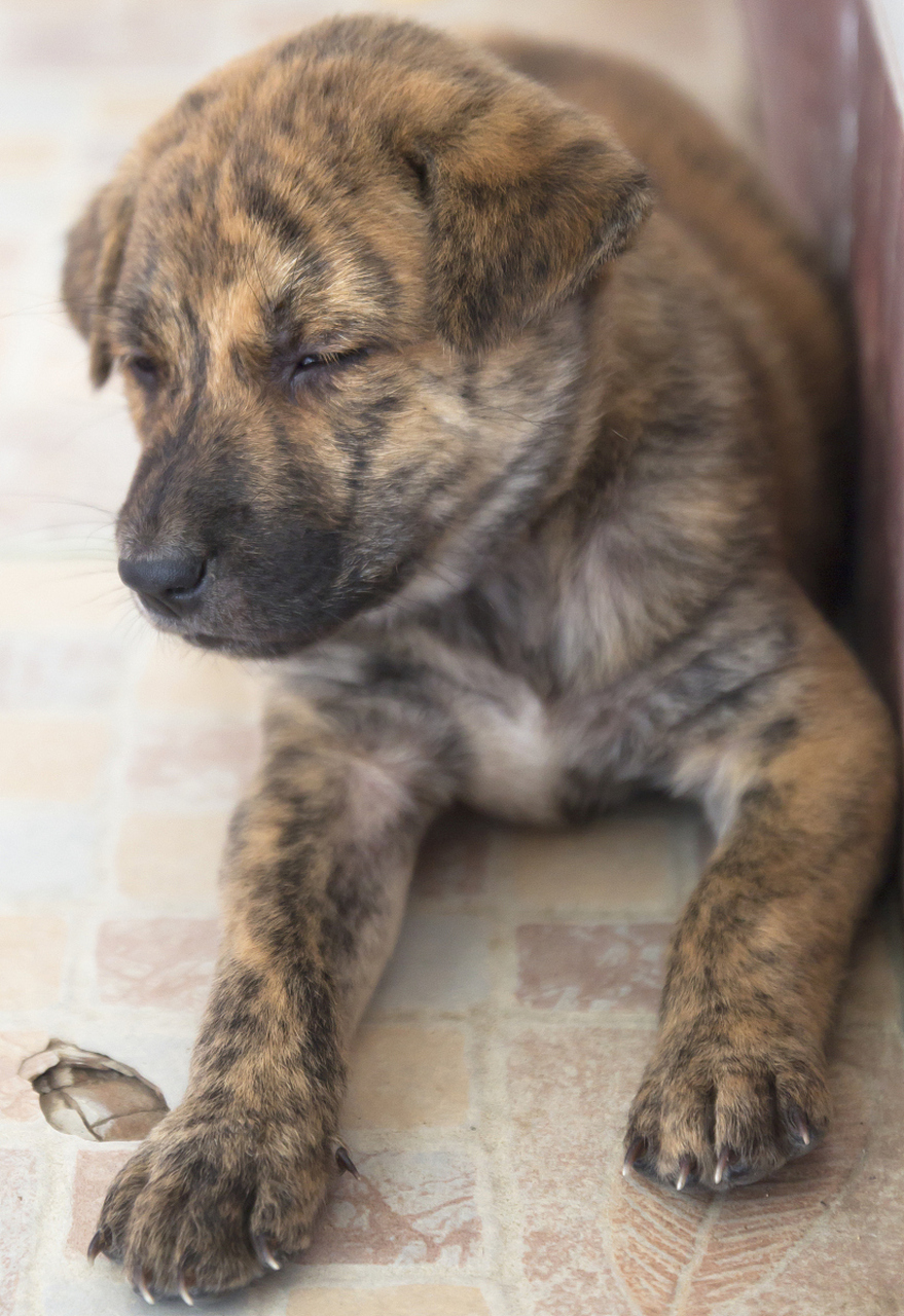 虎斑犬多少钱图片