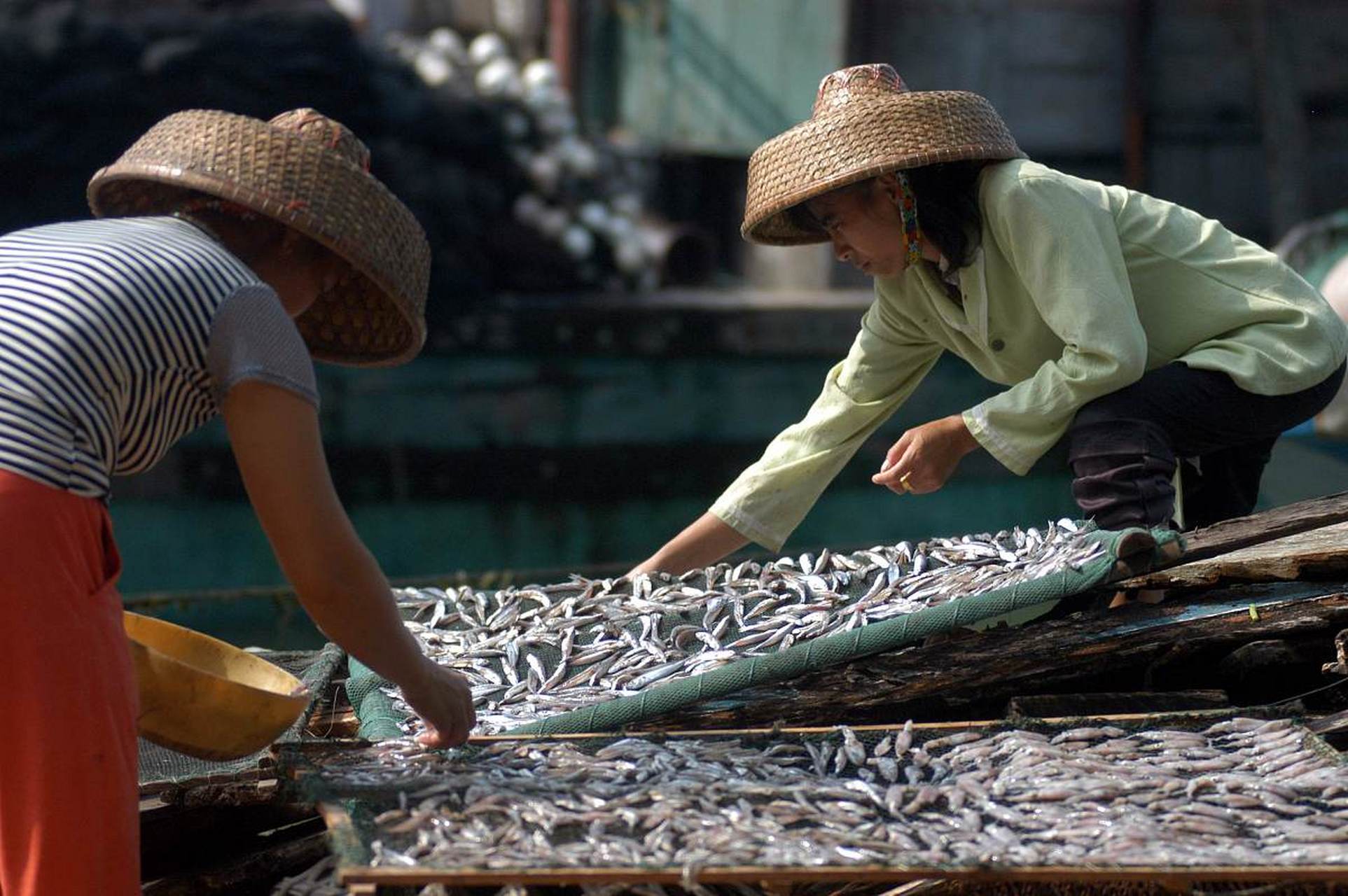 韓國近100萬石斑魚死亡,由於近日氣溫升高,同時,受日本核汙染排海事件