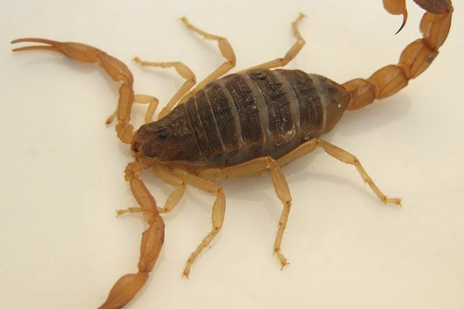 蝎子引种知识介绍