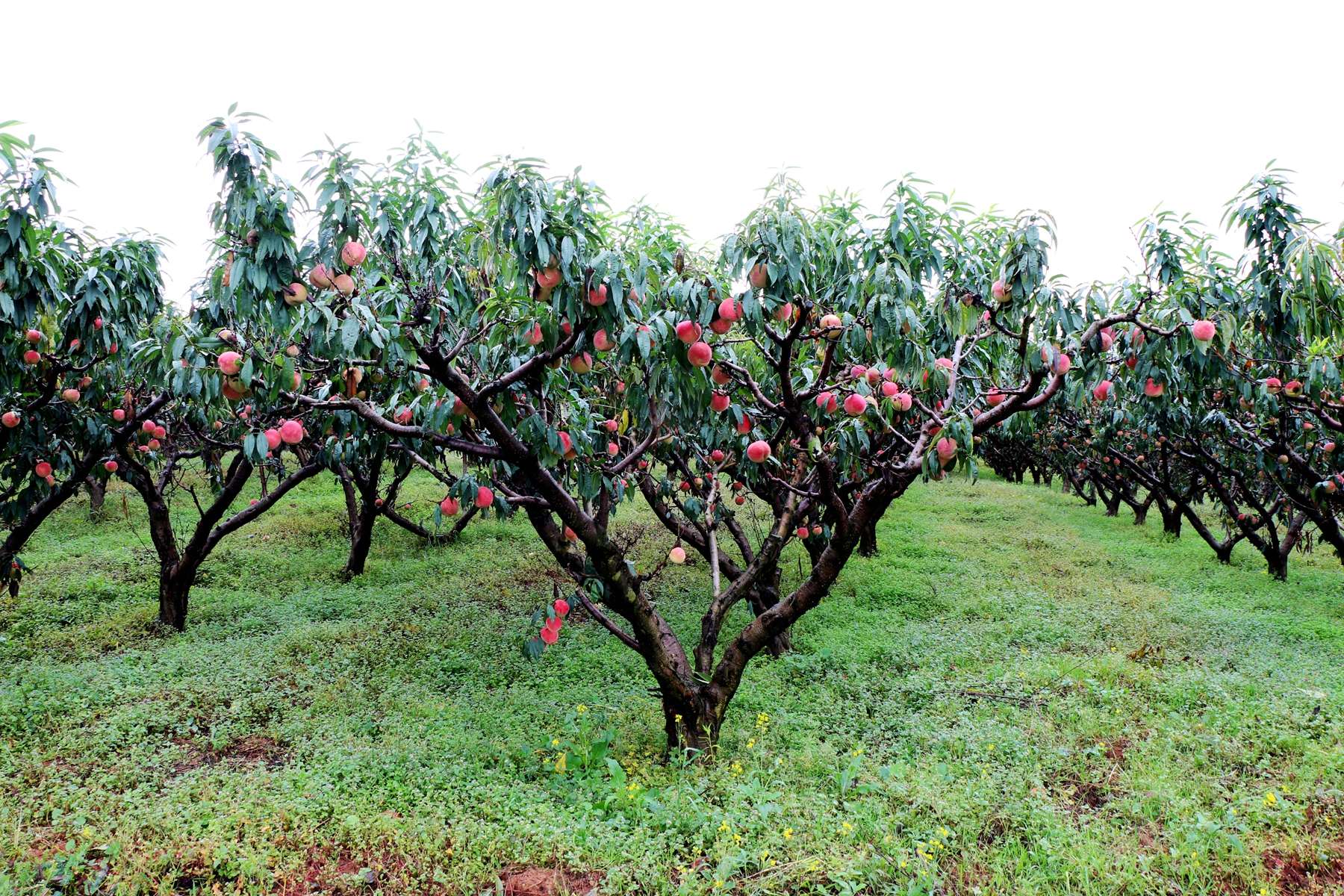在农村大面积种植的冬桃,因为味道好,深受人们的喜爱
