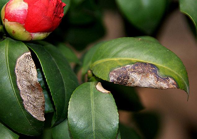 茶花肥害叶子表现图片