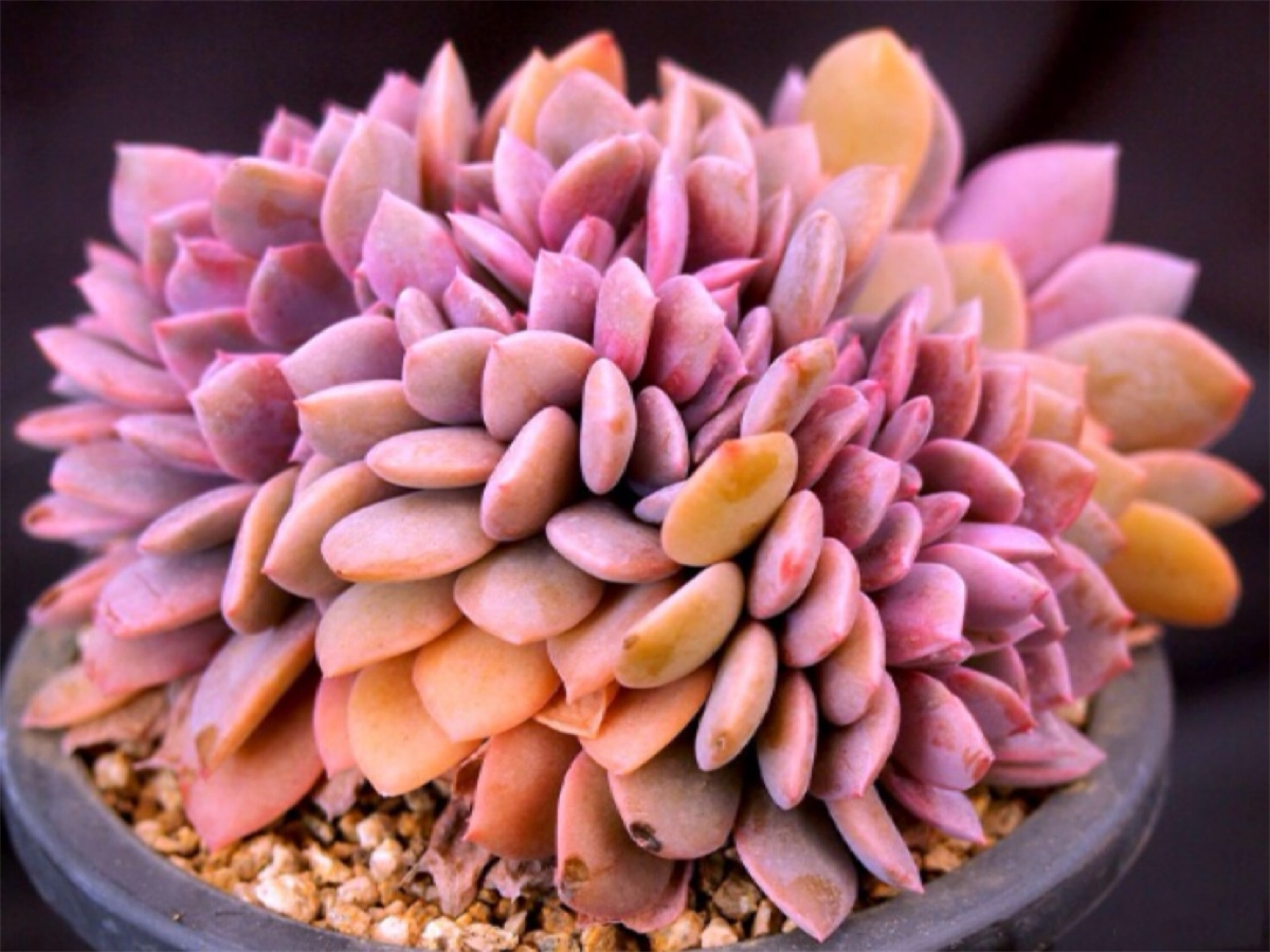 多肉黛比长势过快,徒长不在可爱,掌握三点解决徒长问题