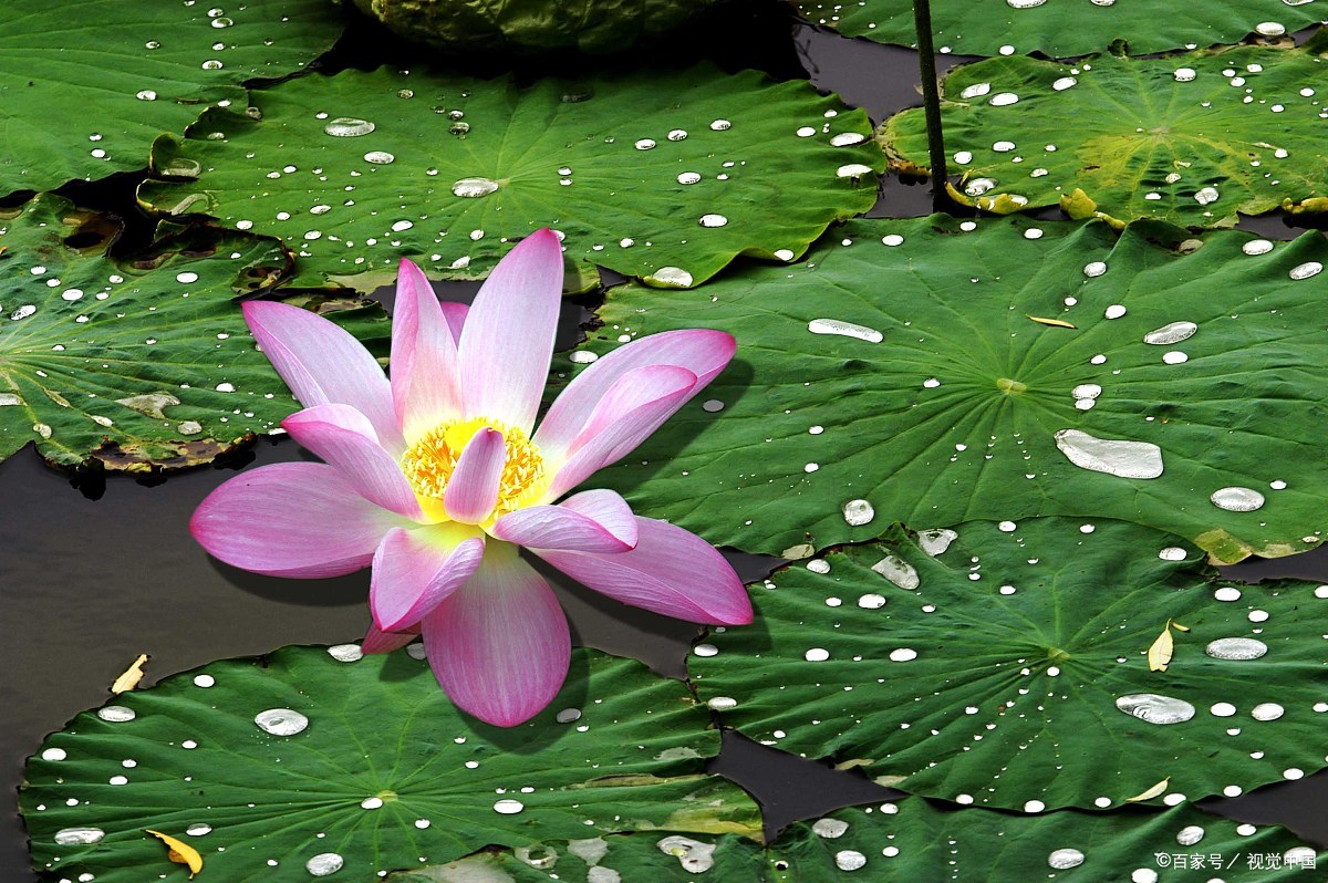 春風又綠江南岸,荷花迎風流淚情雨潤荷葉墨綠影,蛙聲依舊南國景