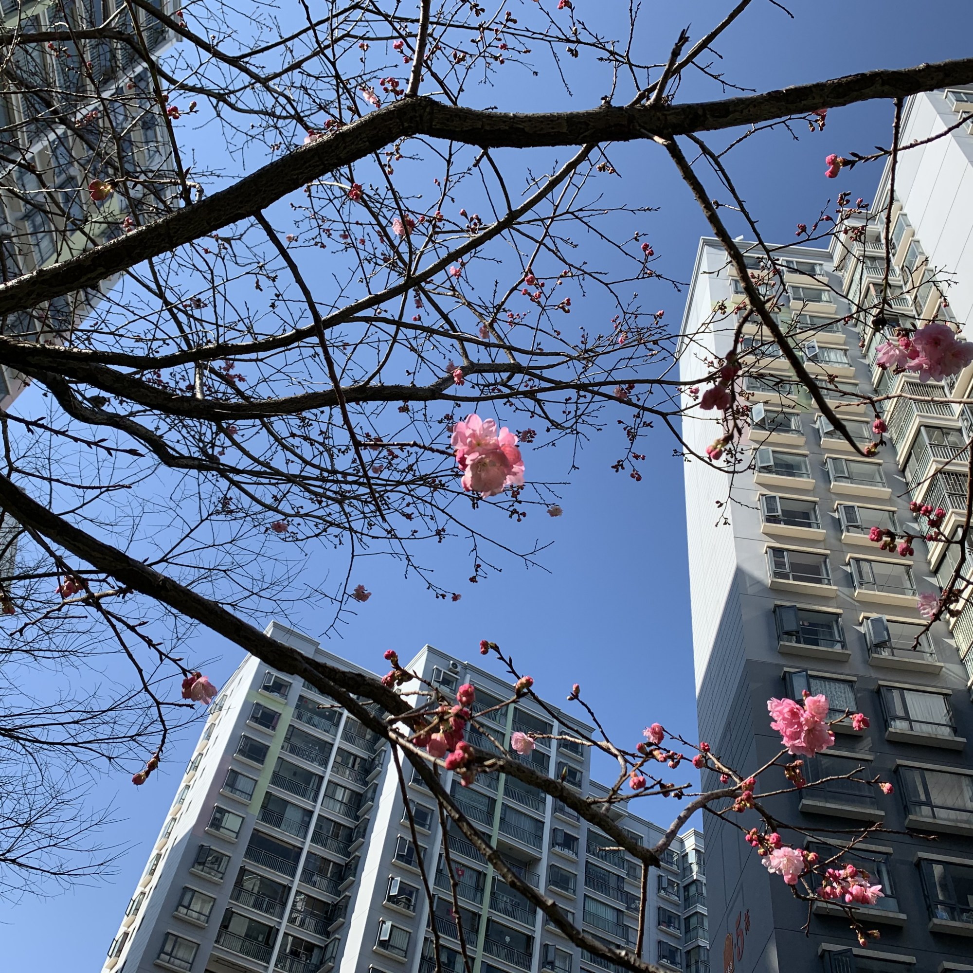 火爆朋友圈的昆明标准天空蓝