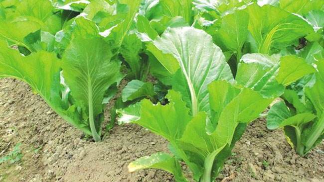 香港竹芥菜怎么种植?分享竹芥菜的种植栽培小技巧!