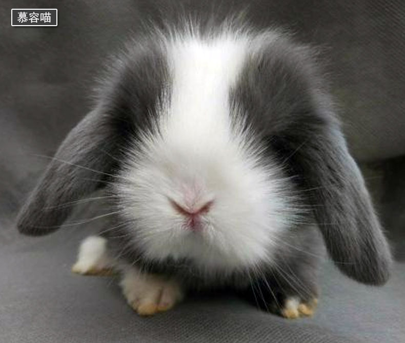 细说软萌垂耳兔子的历史与喂养方法