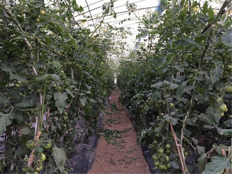 新鲜黑番茄如何高产?种植期间要灌溉,开花期间要追肥