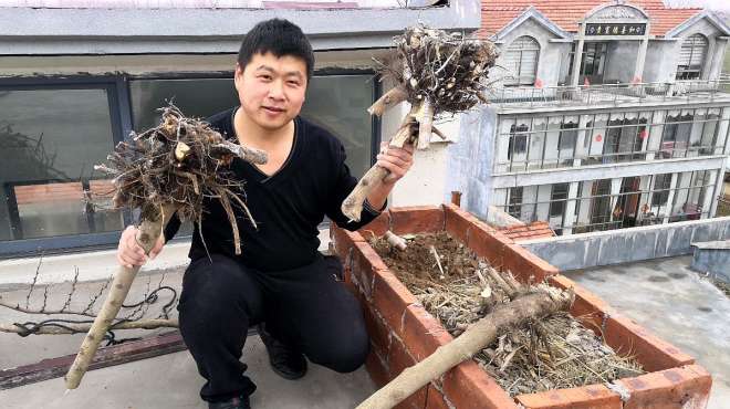 [图]邻居对紫荆花有意见，避免矛盾只好刨掉，栽在楼顶也不错