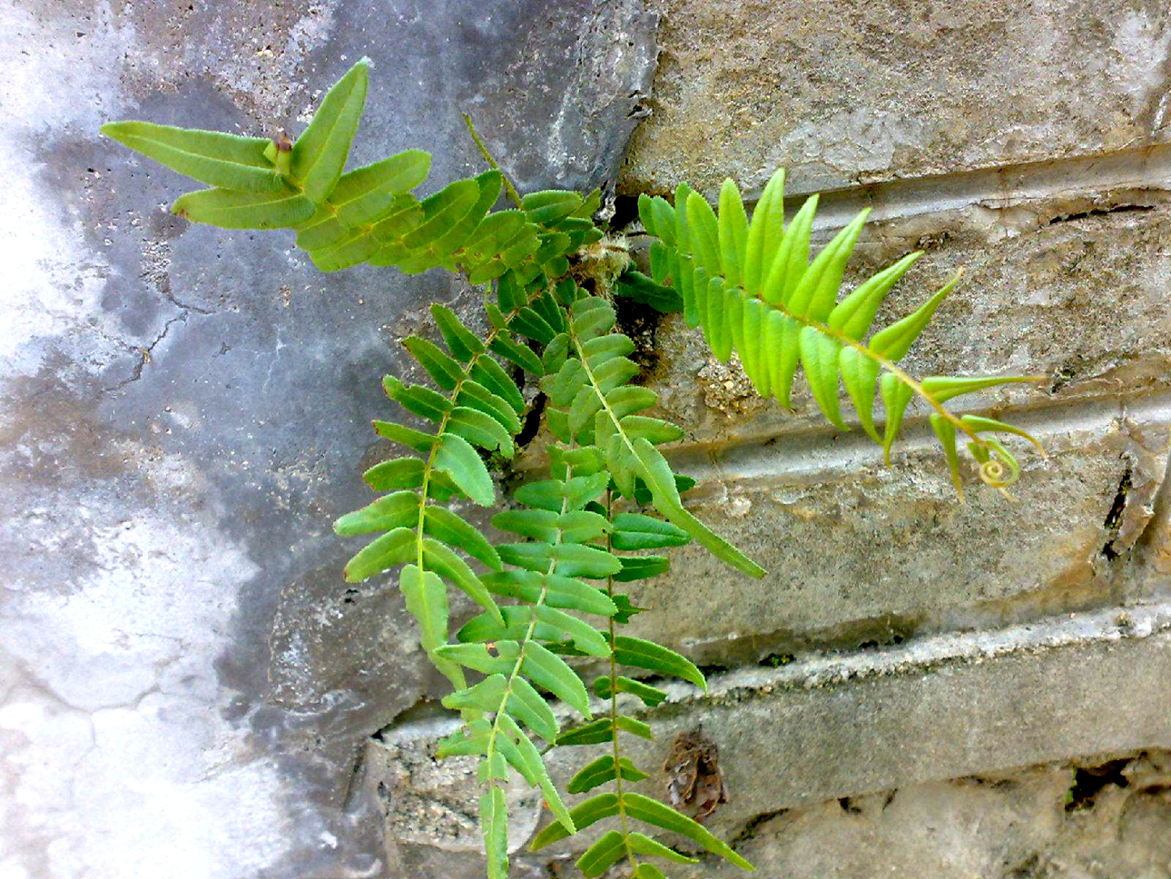 此"杂草"若生长在您家墙上,别拔掉,它是价值珍贵的"凤凰蛋"