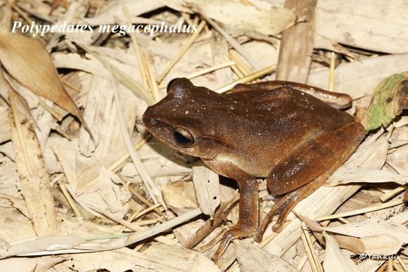 对竹叶臭蛙你了解多少?竹叶臭蛙知识大全