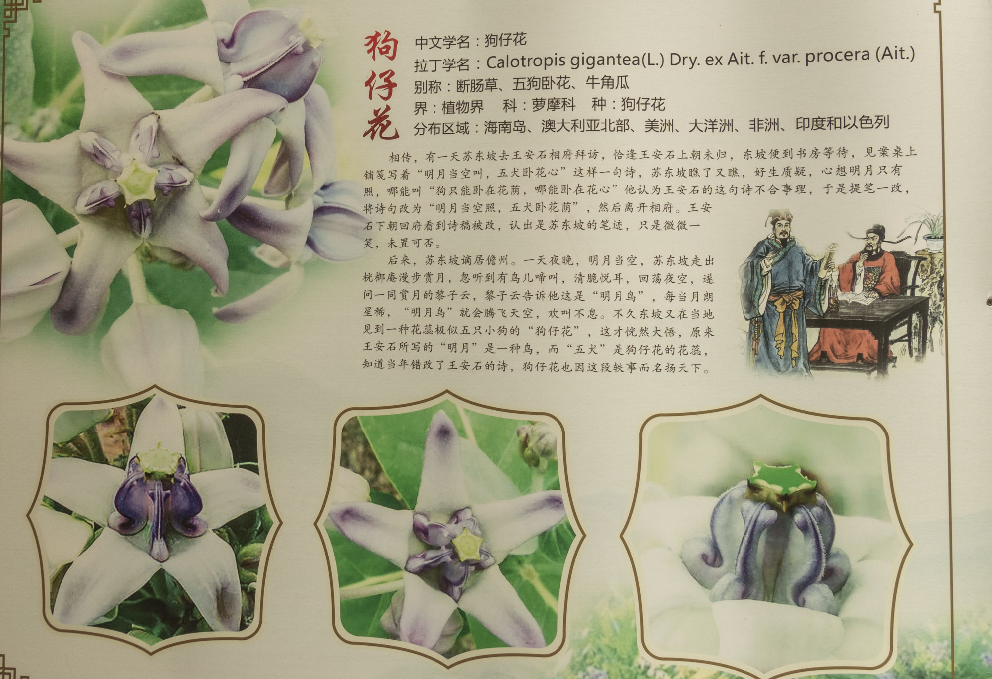 东坡书院 狗仔花
