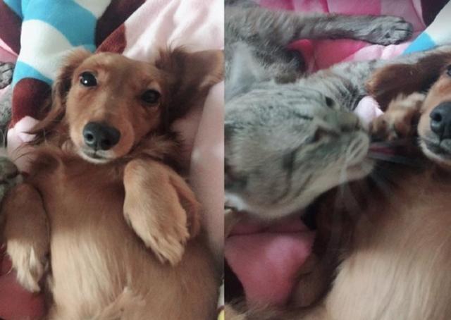 猫咪给狗狗舔毛,你看汪星人那一脸享受的样子,表情略带僵硬!