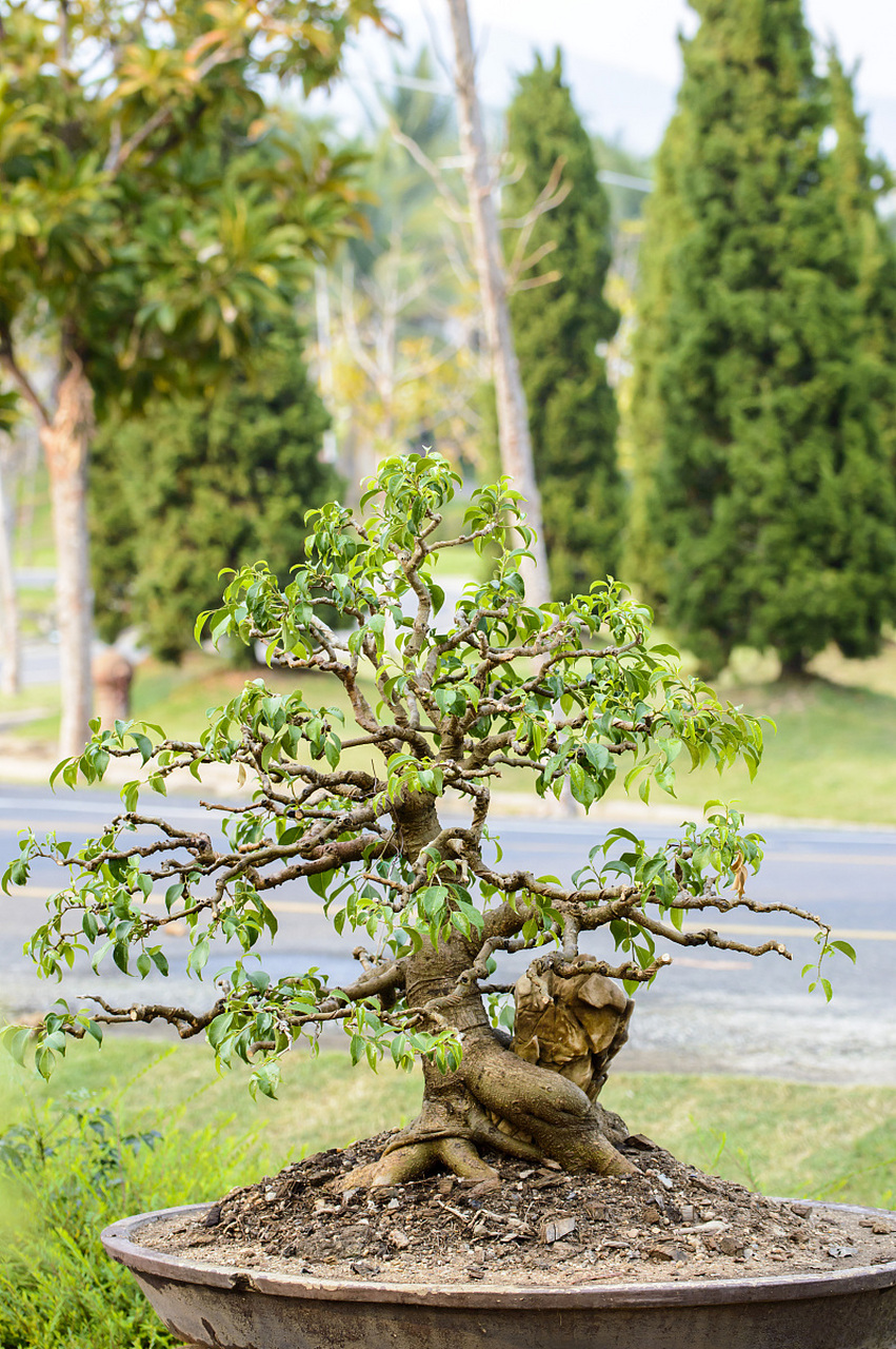 了解其生长习性和环境需求,并采取适当的养殖方法,可以让老鹰刺盆景