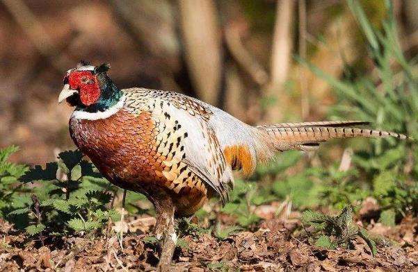 唐太宗给三个儿女取乳名:青雀,雉奴,阿兕子,到底有何寓意?