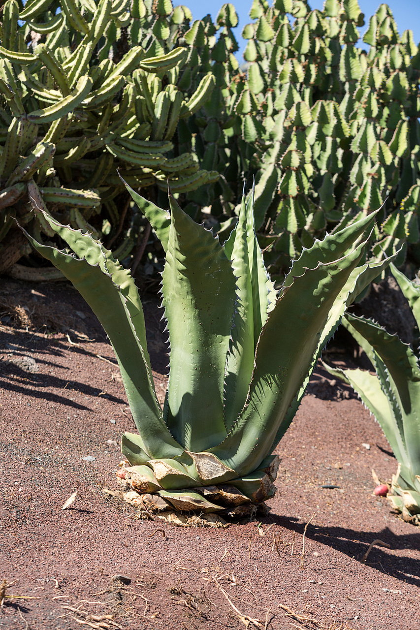 [原文:将军柱怎么修剪