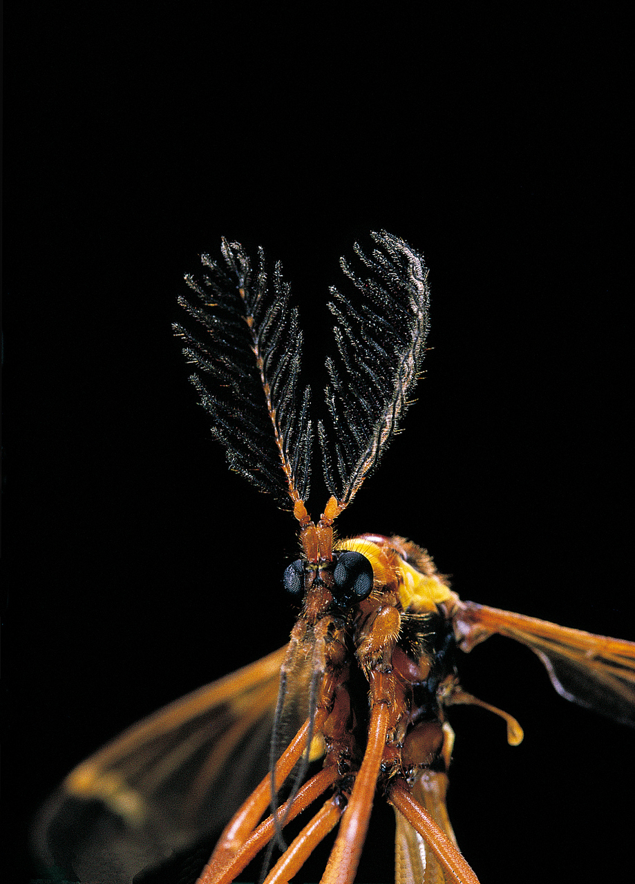 这蚊子是变异了吗?怎么这么大呢?  #动物趣图