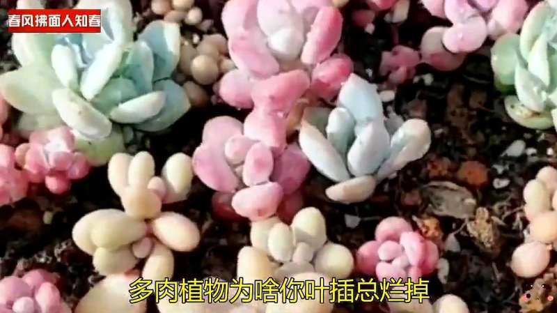 多肉植物你叶插总烂掉 叶片摘取有绝招 左右来回晃动别伤生长点 好看视频