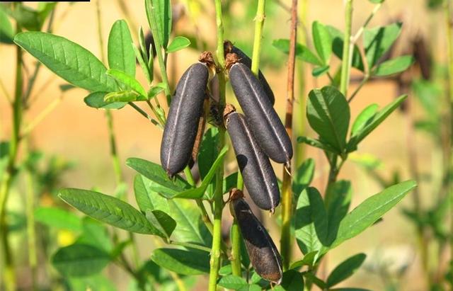 农民叫它"猪屎豆",却是"豆中之王",但为啥少有人敢摘它呢?