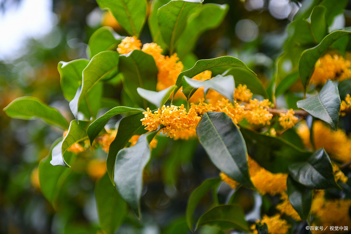 桂花树 - 热门商品专区