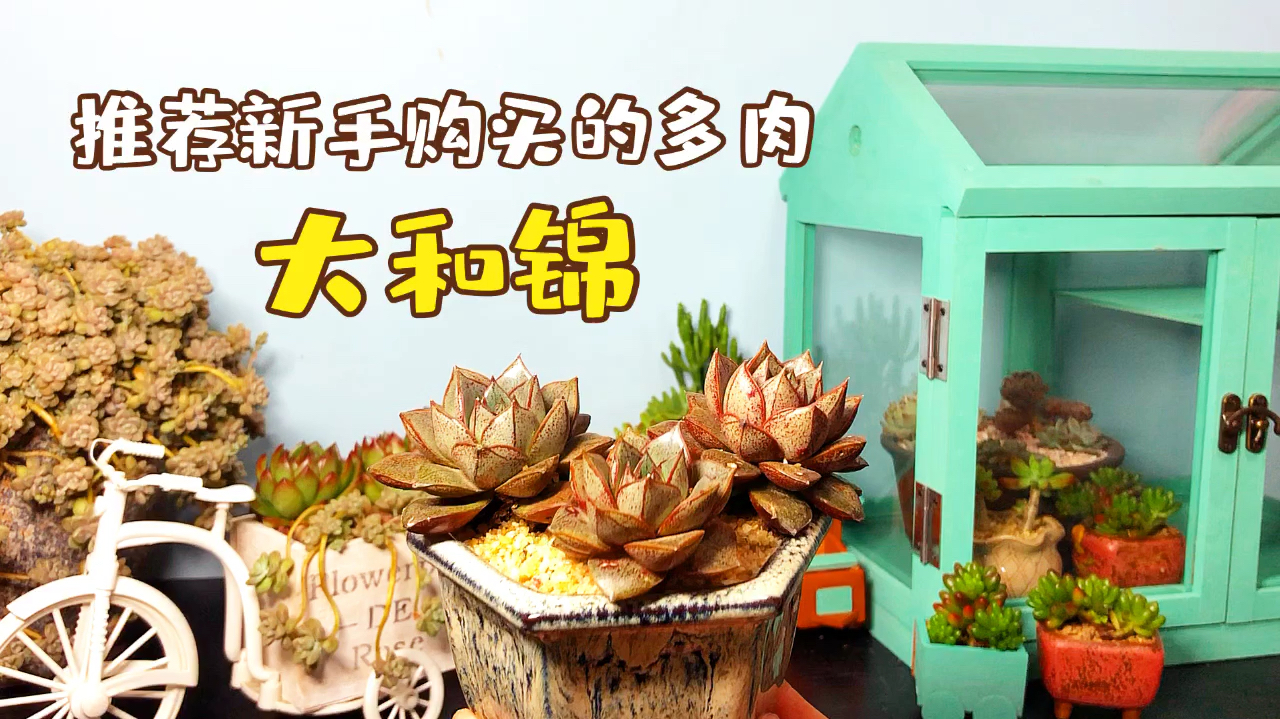 分享多肉养护秘籍 推荐新手购买的多肉品种系列之-大和锦