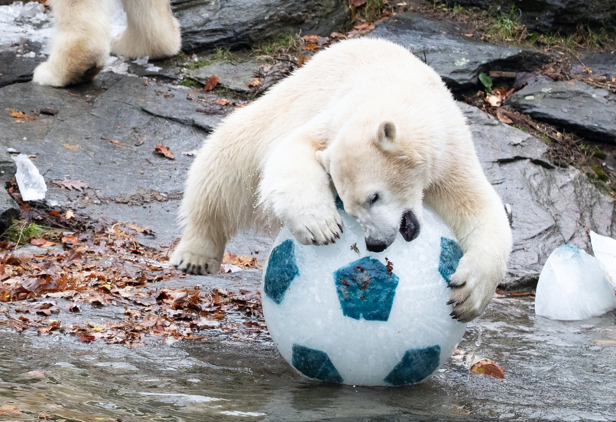 柏林动物园的北极熊