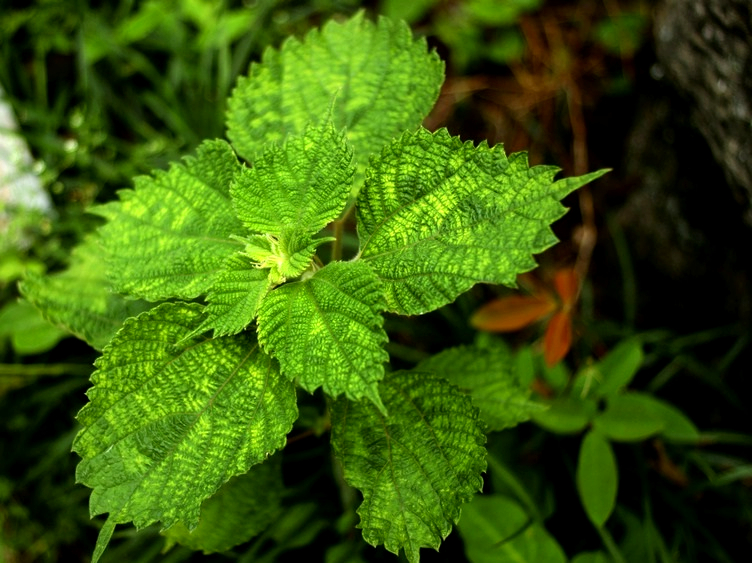 在中国农村有一种作物,人们称它为"野麻",学名叫苎麻.