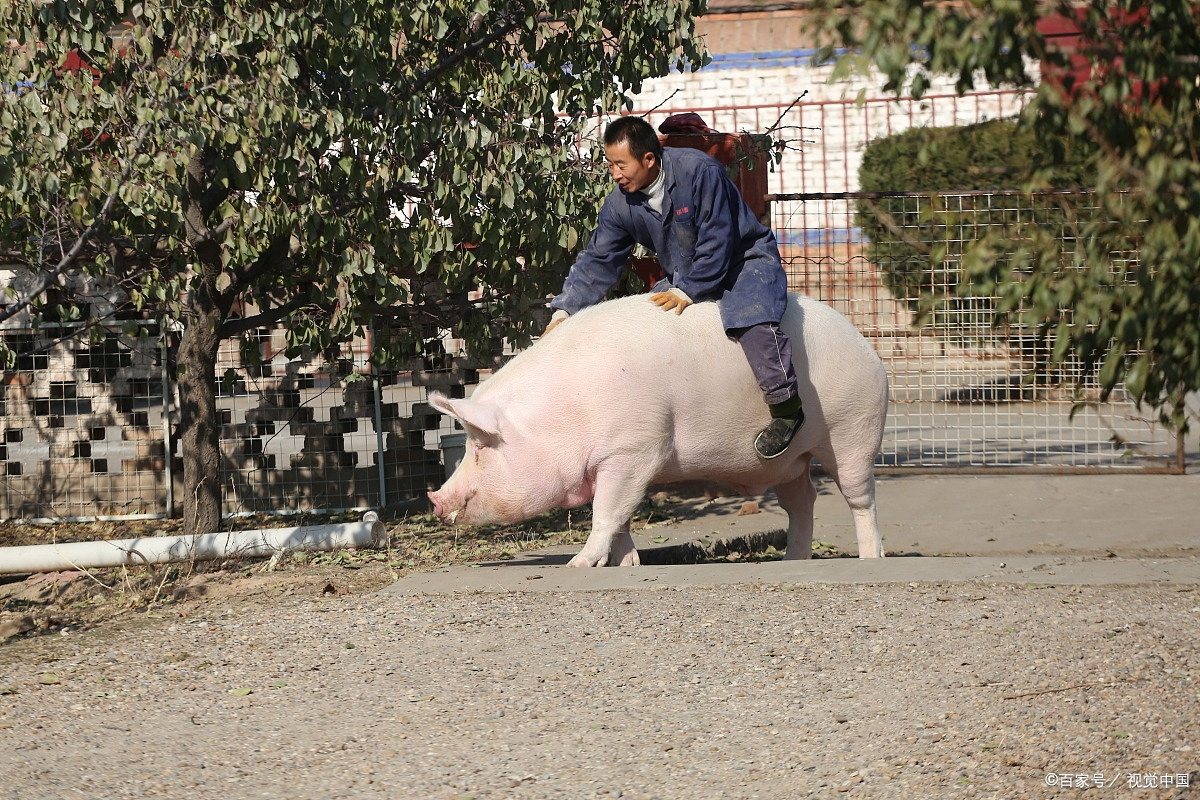 大猪- 热门商品专区